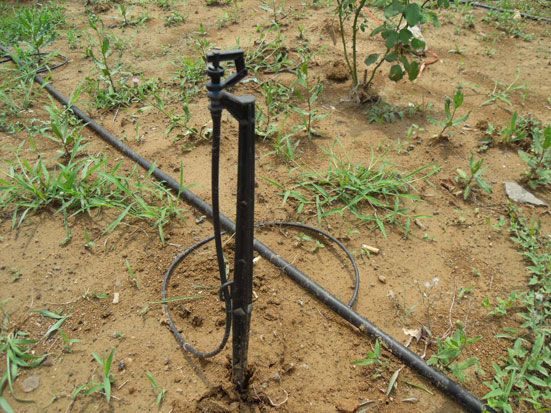 地插微噴實(shí)拍圖